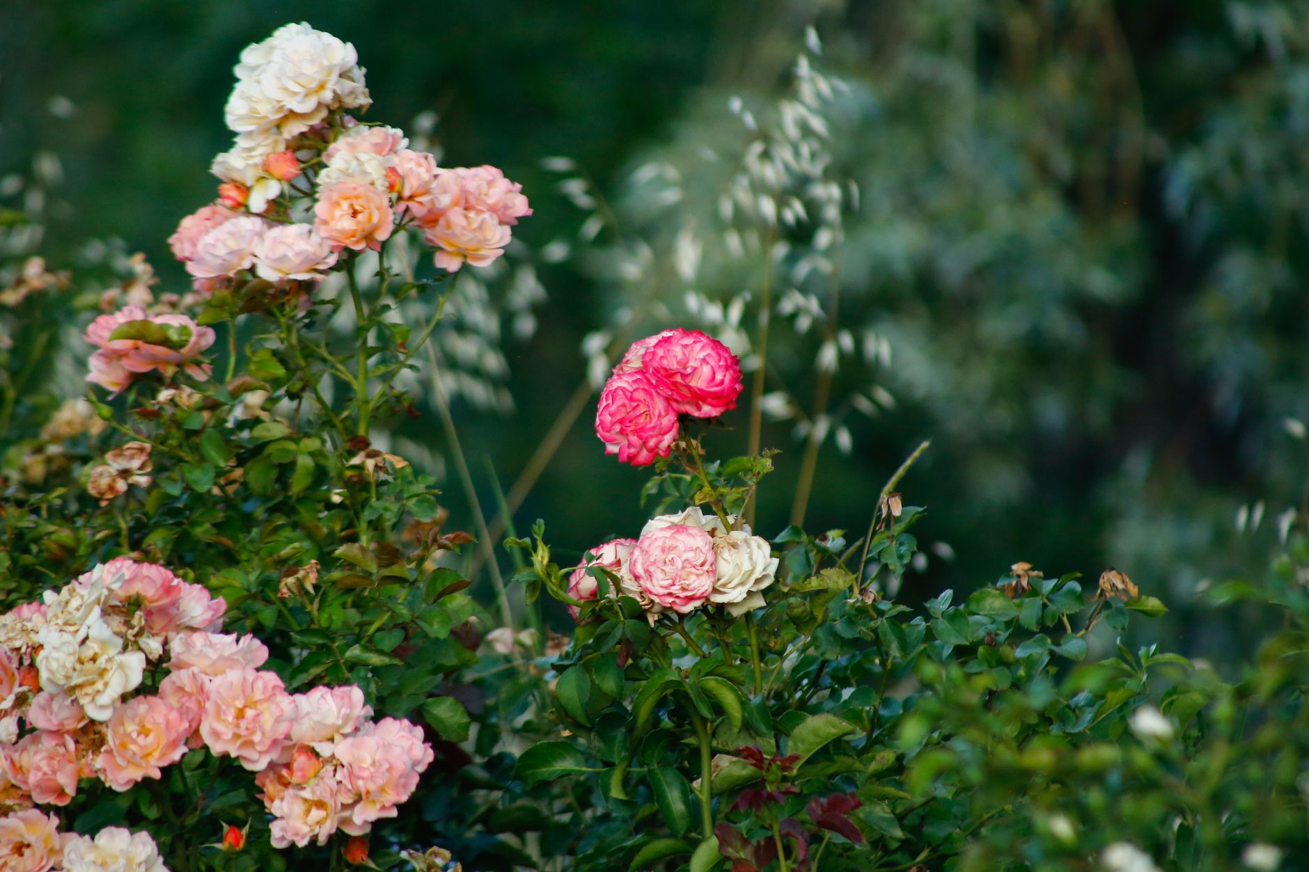 퍼시 비시 셸리 명언 - 그리움이 남는 목소리